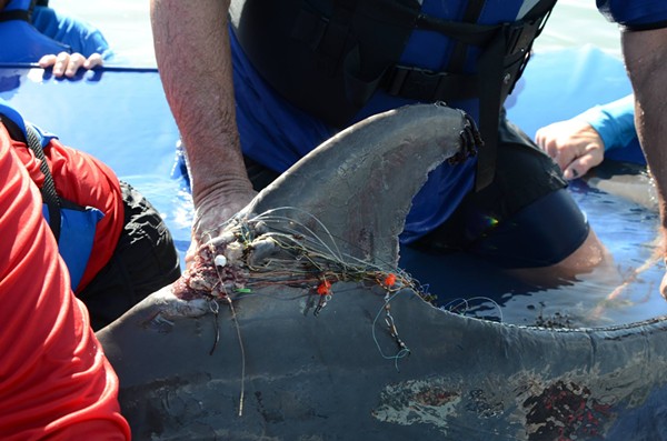 SeaWorld San Antonio Helps Save South Padre Island Dolphin Tangled in Fishing Gear
