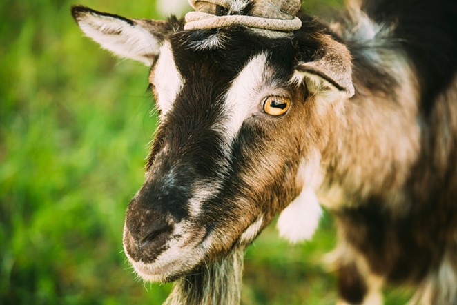 PETA Claims Medics at Fort Sam Houston Are Shooting, Stabbing Goats