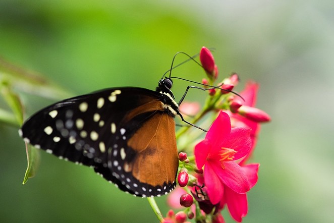 The zoo's weekend event will celebrate the monarch butterfly. - COURTESY OF SAN ANTONIO ZOO