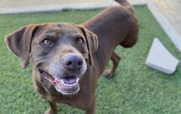 Labrador Retreiver mix Melina is one of the dogs available for adoption. - Courtesy / San Antonio Humane Society