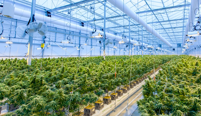 Marijuana plants grow inside a cultivation facility in Canada. - UNSPLASH / RICHARD T | THE CBD