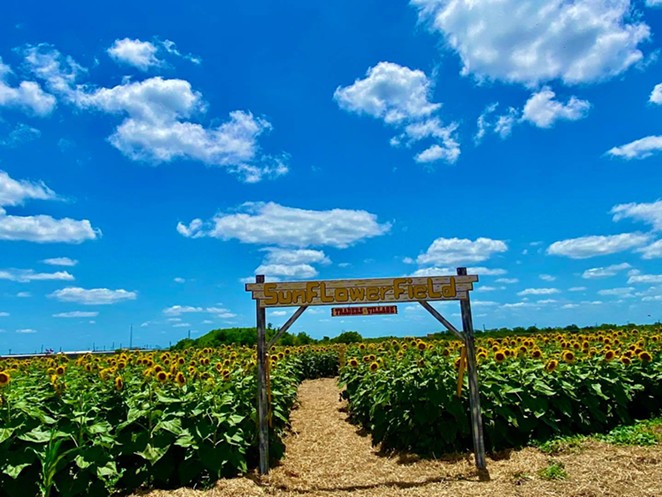 Traders Village's 10-acre sunflower maze is open to the public every weekend in June. - FACEBOOK / TRADERS VILLAGE SAN ANTONIO