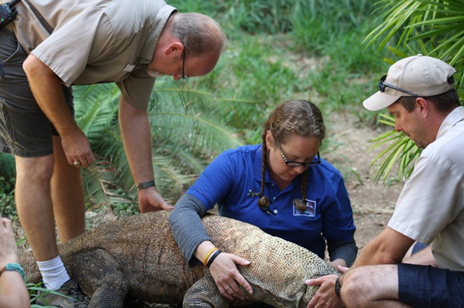 As well as providing care for the San Antonio Zoo's own Komodo dragon, Bubba, Dr. Coke (left) also aids other zoos with Komodo dragon medical consulting. - COURTESY OF SAN ANTONIO ZOO