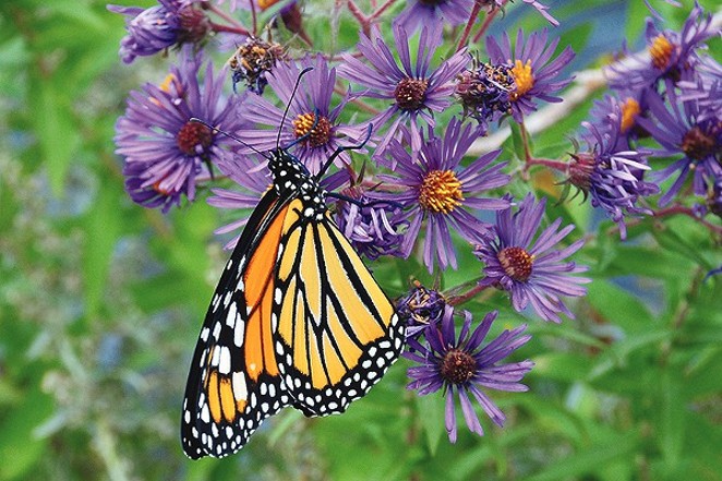 The Monarch Butterfly and Pollinator festival seeks to raise awareness about the importance of local pollinators and celebrate San Antonio's role as the First Monarch Butterfly Champion City in the nation. - U.S. Fish and Wildlife Service