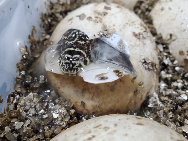 The dragons hatched between Oct. 17 and 27. - COURTESY OF SAN ANTONIO ZOO