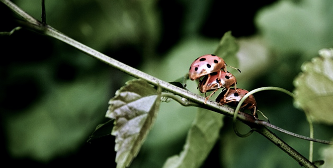 Humans apparently aren't the only ones who enjoy threesomes. - FLICKR / BÙI LINH NGÂN