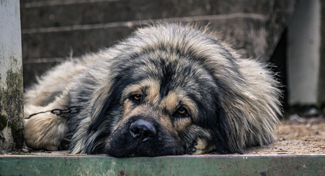 Texas’ new Safe Outdoor Dogs Act makes it a crime to inhumanely restrain a dog. - UNSPLASH / KRISTIJAN ARSOV