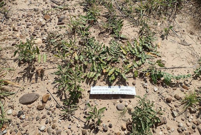 Prostrate rarely blooms, and for a botanist, finding it in flower or fruit is “like winning the lottery,” said Chris Best of the U.S. Fish and Wildlife Service.