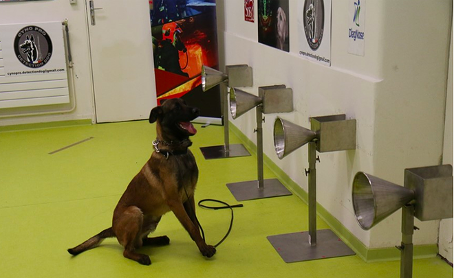 A dog sniffs out sweat samples from symptomatic COVID-19 positive individuals as part of a study. - WIKIMEDIA CREATIVE COMMONS / PROTOTYPERSPECTIVE