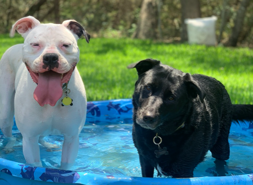 Milo and Cheyenne are among the pets entered in  San Antonio Pets Alive!'s new fundraising contest.