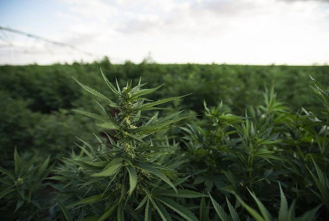 A portion of the hemp crop at Bingham Family Vineyards in Meadow. “To say this is a drought-tolerant crop is not accurate,” farmer Kyle Bingham said. - Texas Tribune / Justin Rex