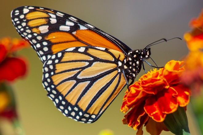 Monarch butterflies migrate through Texas on their way to Mexico each year. - Unsplash / Kathy Servian
