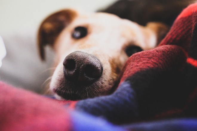 San Antonio pup shelter God’s Dogs Rescue is in critical need of temporary foster families. - Unsplash / Joey Banks