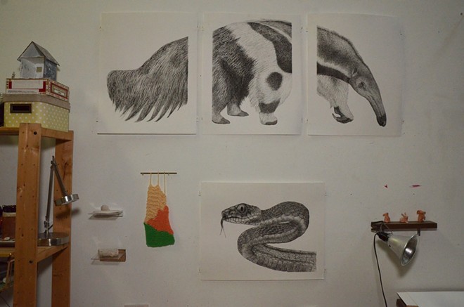 Drawings of an anteater and a snake hang on the wall of Rochow's studio. - Bryan Rindfuss