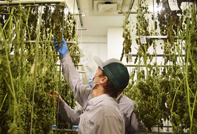 Workers at Texas Original Compassionate Cultivation, one of the state's three approved medical marijuana suppliers examine harvested flower in the company's growing facility. - Courtesy Photo / Texas Original Compassionate Cultivation