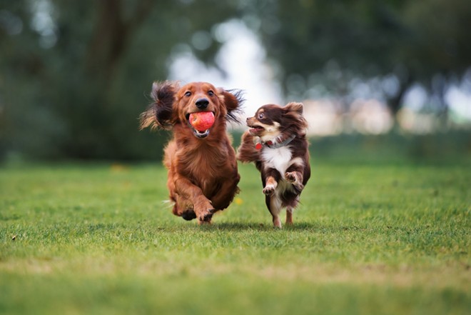 Barkadelic will raise funds for a local animal rescue. - Shutterstock / otsphoto