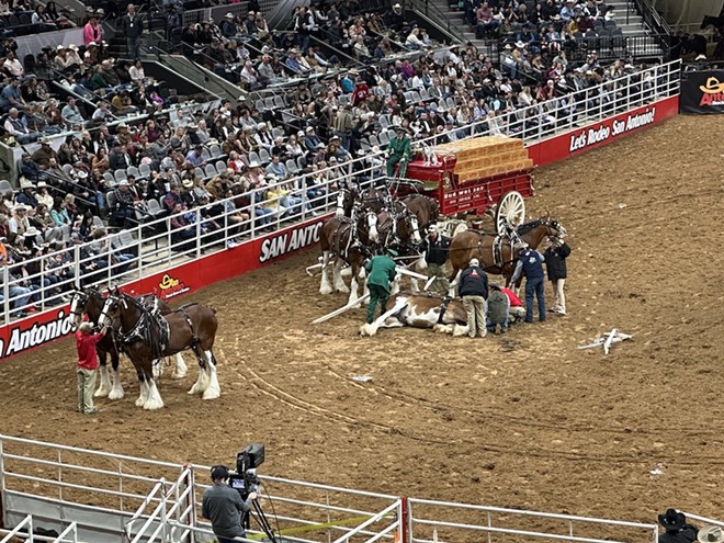 Caretakers and veterinarians attempt to calm a Budweiser Clydesdale tangled in its harness on Saturday. - Michael Karlis