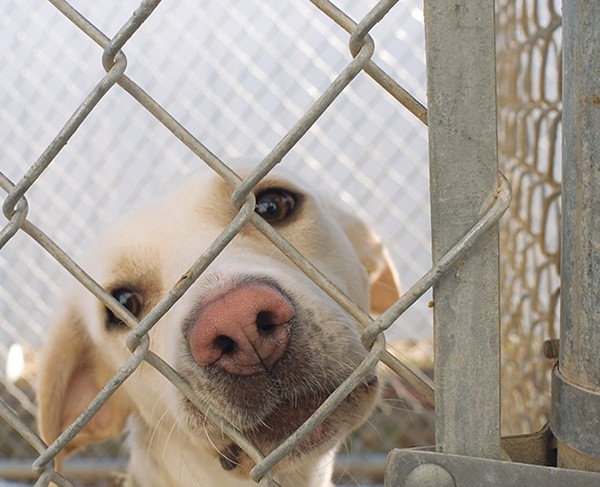 Bill Would Make It a Misdemeanor to Chain Your Dog in Texas