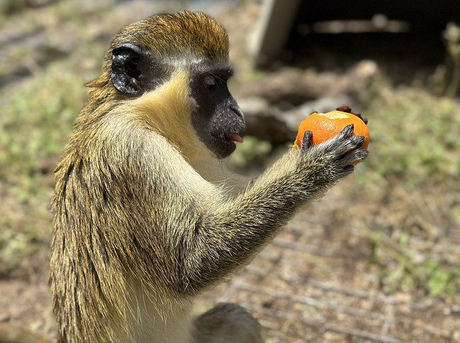 A vervet monkey eats an orange after being rescued from the Puerto Rican zoo. - Courtesy / Primarily Primates Inc.