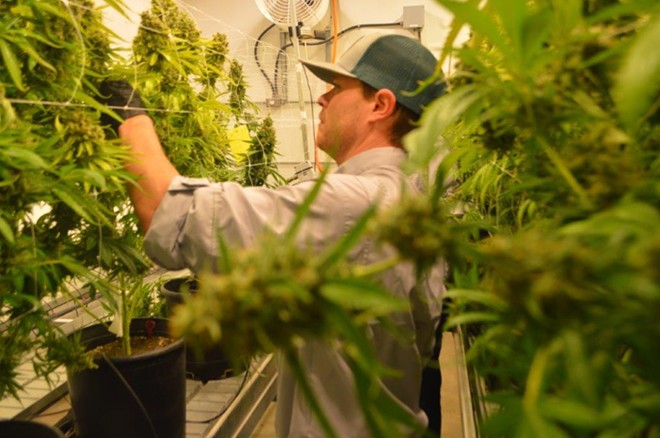 A worker at one of Texas' approved cannabis suppliers harvests buds from marijuana plants. - Courtesy Photo / Texas Original Compassionate Cultivation