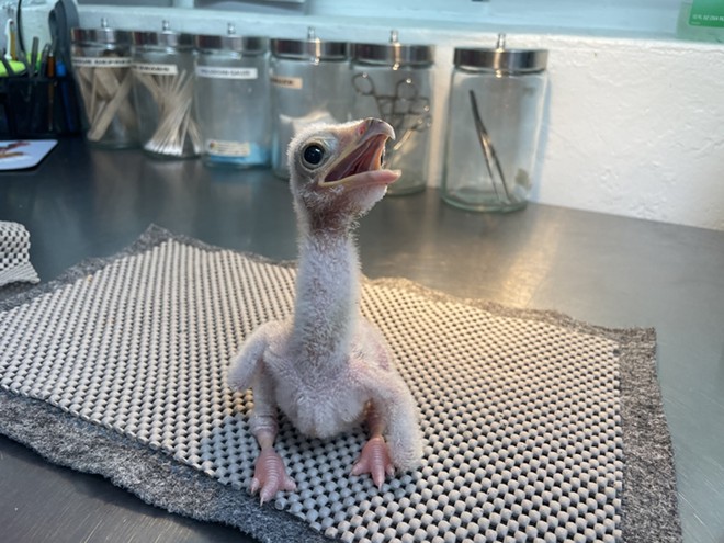 A newly hatched secretary bird sits on a metal table inside a San Antonio Zoo facility. - Courtesy Photo / San Antonio Zoo