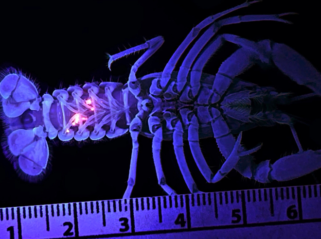 Scientists mark a wild crayfish with small, acrylic elastomer tattoos that reflect under black light. - Danté Fenolio, courtesy of San Antonio Zoo