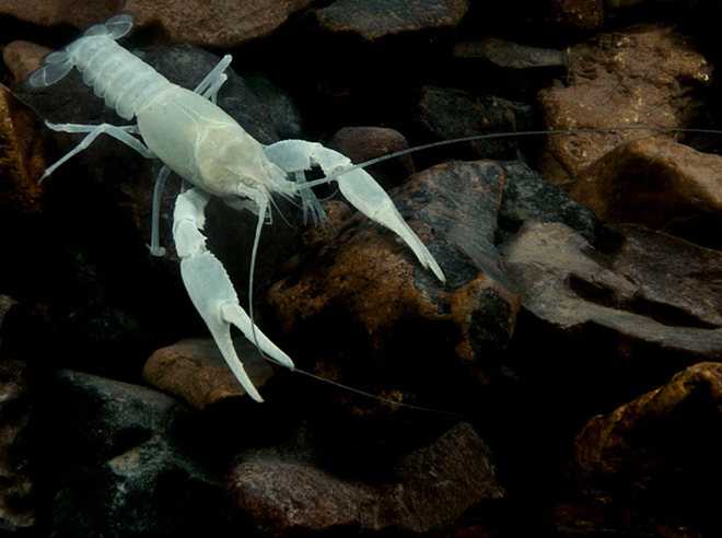 The Oklahoma cave crayfish lives exists in select caves in a single county in northeast Oklahoma. - Danté Fenolio, courtesy of San Antonio Zoo