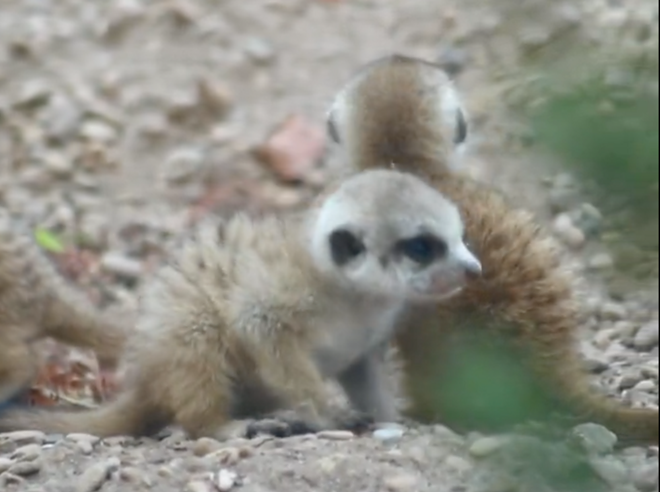 Known as Suricata suricatta, meerkats are a small mongoose  commonly found in South Africa. - Screen shot / X @SanAntonioZoo