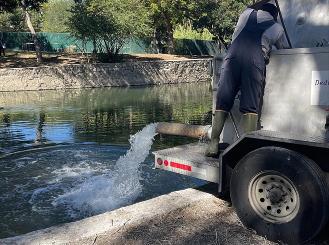 Brackenridge Park Conservancy personal dump fish into the San Antonio River - Instagram / @brackenridge_park_conservancy