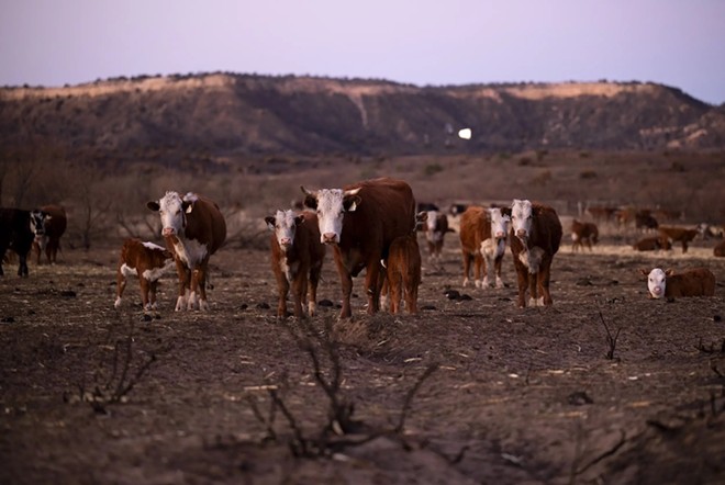 Cattle stand in the burn scar from the Smokehouse Creek fire on March. 3, 2024. - Texas Tribune / Justin Rex