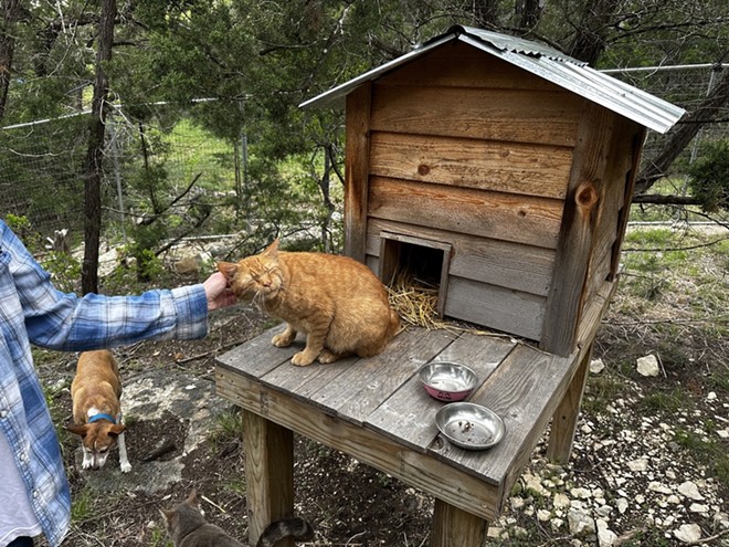 Bear Den Cat Sanctuary owner Blake pets Jerry, an orange-and-white speckled cat who was injured after someone tied a fire cracker around his neck and lit the explosive. - Michael Karlis