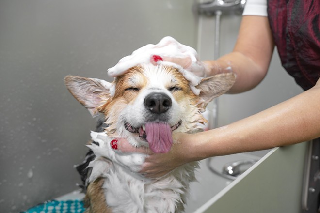 A variety of San Antonio businesses offer ways to pamper beloved animal companions. - Shutterstock / Masarik