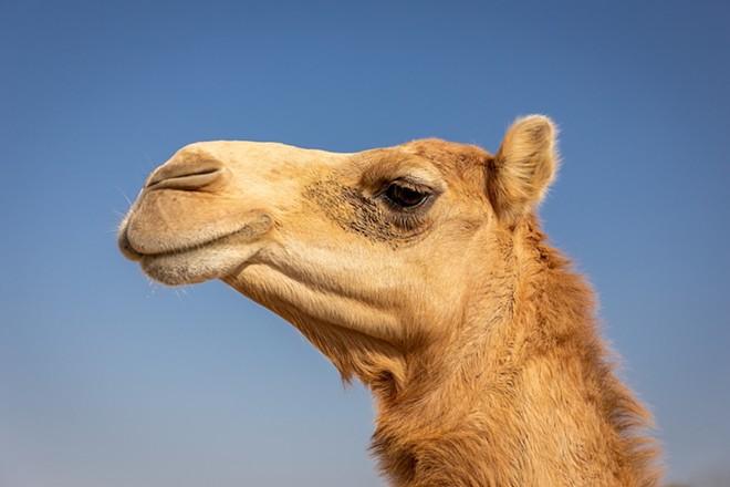 Camels can hit speeds of up to 40 miles per hour. - Shutterstock / Aleksandra Tokarz