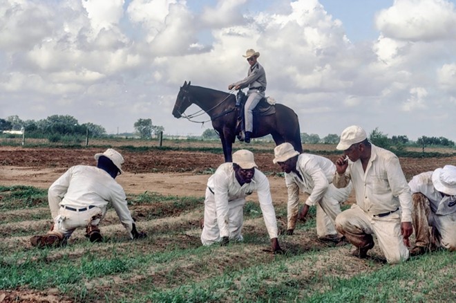 Prisoners cull seedlings in 1978 at the Ramsey Unit. The land was the site of multiple plantations before TDCJ bought it in 1908. - Bruce Jackson