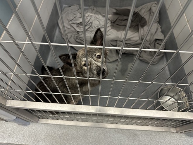 A dog in an San Antonio ACS facility looks out of its kennel. - Michael Karlis