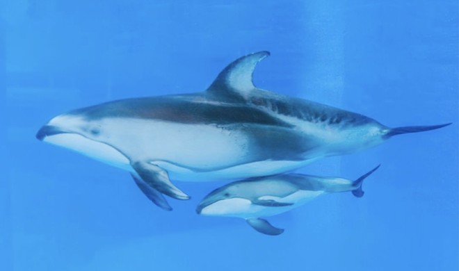 A mother dolphin and her calf swim alongside one another at a SeaWorld park. - Facebook / SeaWorld San Antonio