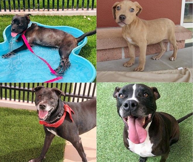 These canines are currently up for adoption at the SAPA! Rescue Center. - Courtesy of SAPA!