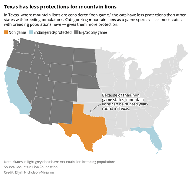 Texas takes its first steps to protect its mountain lions