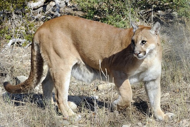 As apex predators, mountain lions are important for the health of the entire ecosystem. - Courtesy Photo / Texas Parks and Wildlife