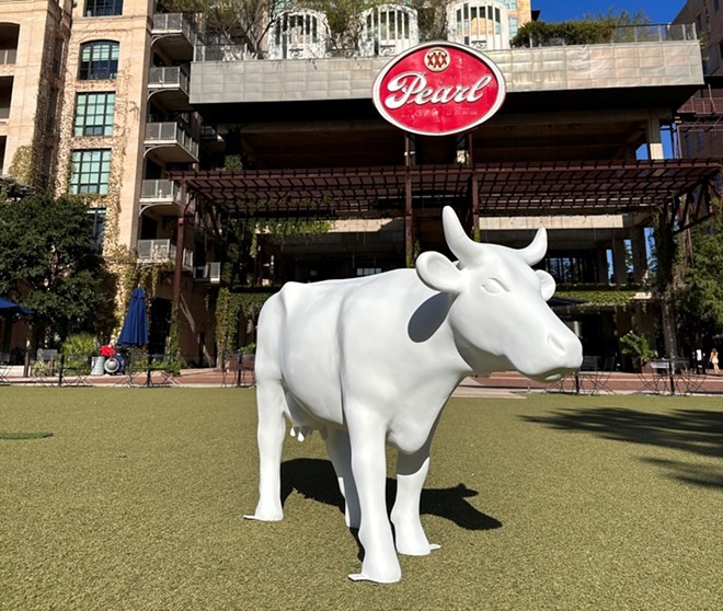 An unpainted cow stands in fake grass at The Pearl. - Courtesy Photo / San Antonio Cow Parade