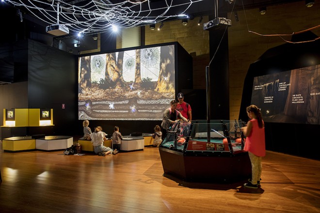 Spiders – From Fear to Fascination includes a variety of interactive experiences. - Courtesy Photo / The Witte Museum