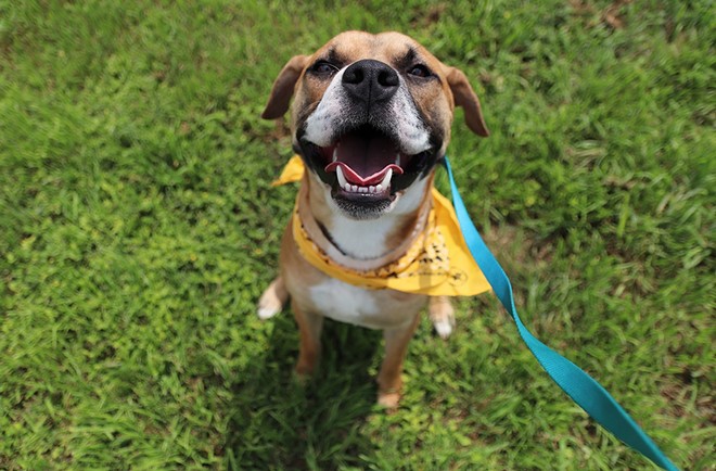 San Antonio residents can adopt dogs weighing over 40 pounds for free this weekend. - Courtesy Photo / San Antonio Animal Control Services