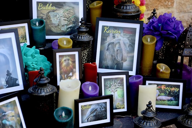 Park guests leave photo's of their deceased four-legged friends at the San Antonio Zoo's animal ofrenda. - Courtesy of San Antonio Zoo