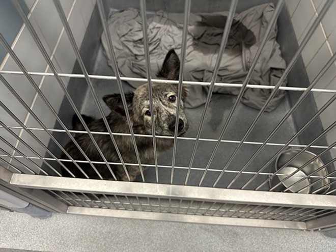 A dog waits for adoption at Animal Care Services' facility. - Michael Karlis