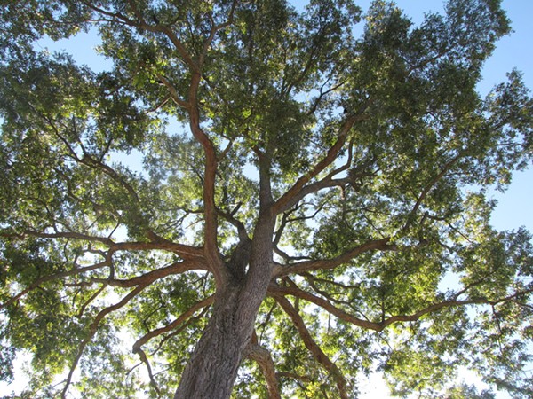 A Pecan tree, the enemy - Shutterstock.com