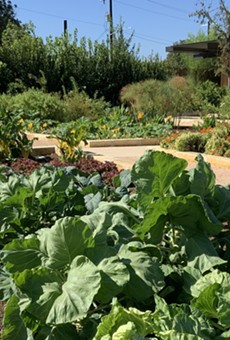 San Antonio Botanical Garden Donating Veggies It Grows to Feed People During Coronavirus Crisis