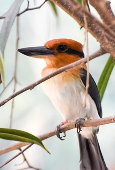 The Micronesian kingfisher is extinct in the wild.