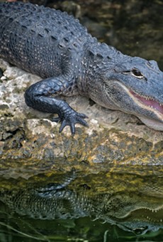 "Al" the alligator (not pictured) will hopefully be relocated to a more suitable habitat than a San Antonio front yard.