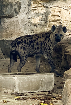 San Antonio Zoo now home to two new hyenas