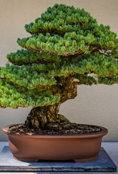 San Antonio Botanical Garden celebrates timeless tradition of bonsai this weekend